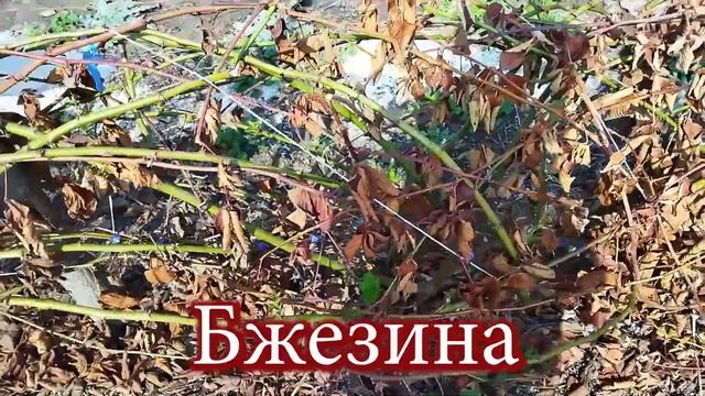 Как перезимовала ежевика в пригороде Воронежа под укрытием агроспан 60 в один слой. смотреть онлайн