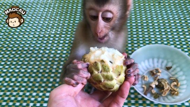 Oh No! Baby Monkey Eats Fruit Without Removing Seeds