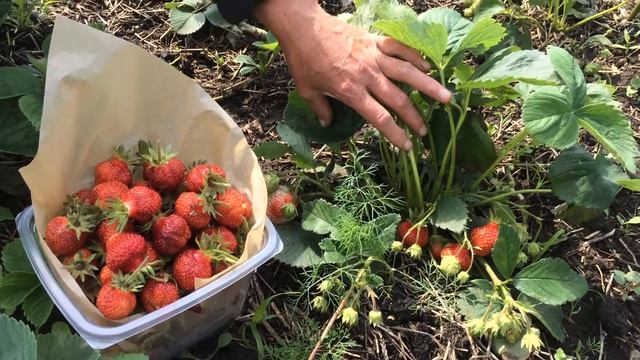 Сорт клубники "Польше" смотреть онлайн