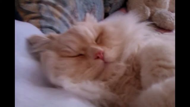 Кот храпит во сне смотреть онлайн