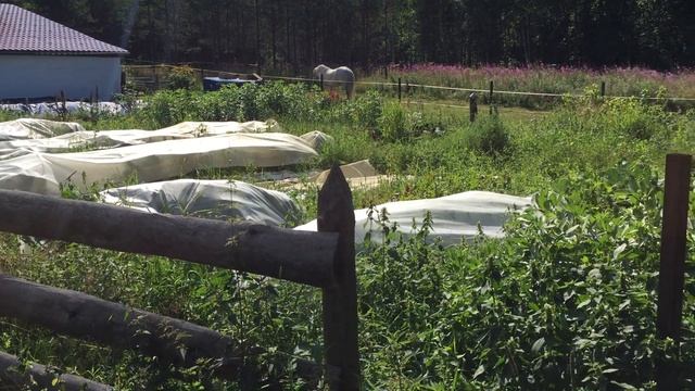 ? Живая изгородь родового поместья смотреть онлайн