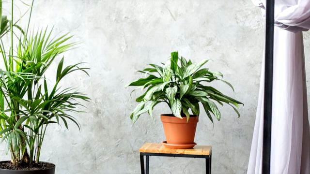 Свекровь случайно зашла в комнату невестки и сына, и нашла там интересную вещь… смотреть онлайн