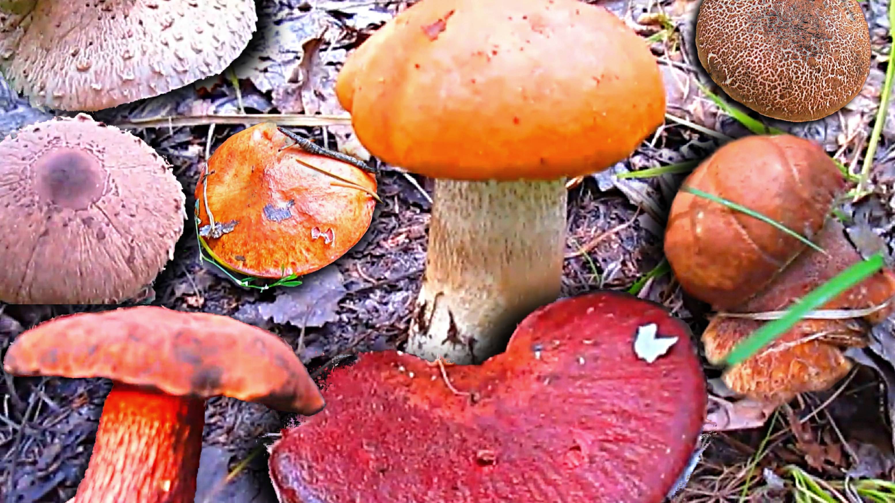 Охота за грибами после долгожданных дождей смотреть онлайн