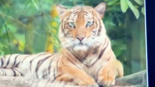 morphing cat vs tiger #photoshop #tutorial #changes #shirts #morphing смотреть онлайн