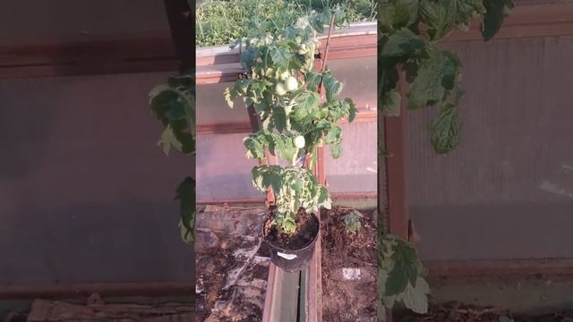 Скороспелые сорта томатов. Ранний урожай. смотреть онлайн