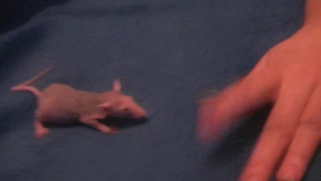 Лысая крыса Сфинкс смотреть онлайн