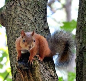 Красивые озорные белки. Музыка для настроения вашего дня.