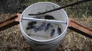 Две простые и эффективные ловушки на мышей (11 мышей за 1 ночь).