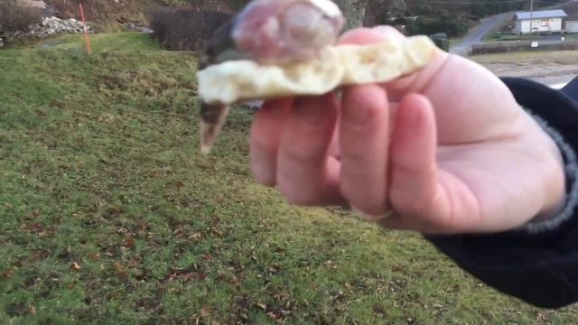 ПРОБУЕМ СЮРСТРЁММИНГ | КВАШЕННАЯ (ТУХЛАЯ) СЕЛЕДКА | SURSTRÖMMING