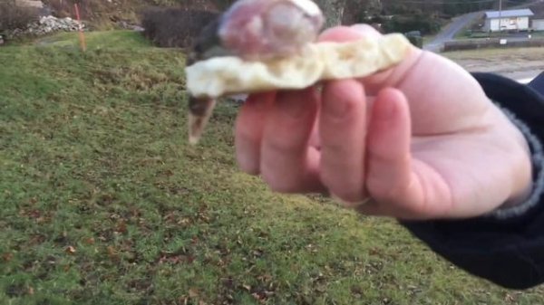 ПРОБУЕМ СЮРСТРЁММИНГ | КВАШЕННАЯ (ТУХЛАЯ) СЕЛЕДКА | SURSTRÖMMING