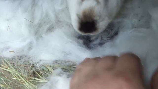 новорожденные кролики смотреть онлайн