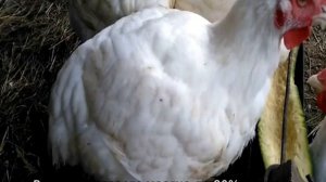 Вес бройлеров по дням (таблица).