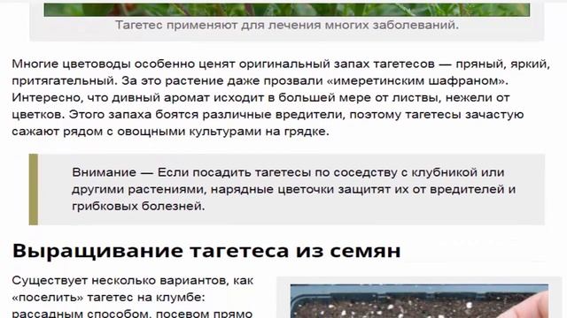 Тагетесы. Как вырастить бархатцы из семян, когда сажать, тонкости выращивания. смотреть онлайн