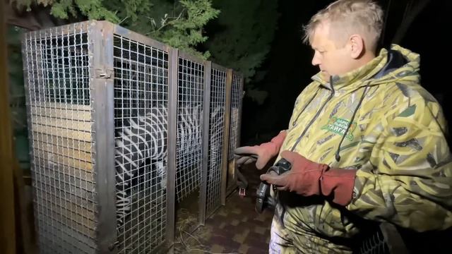 Человек лев готов к сложнейшей процедуре, он сам будет пилить ЛЫЖИ-КОПЫТА зебре Крыму! смотреть онлайн