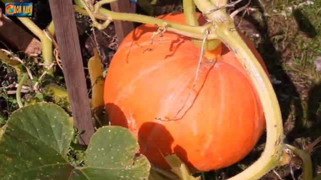 Когда убирать тыкву и как подготовить ее к хранению? смотреть онлайн