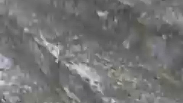 Volunteer Peten- Ruins @ Tikal смотреть онлайн