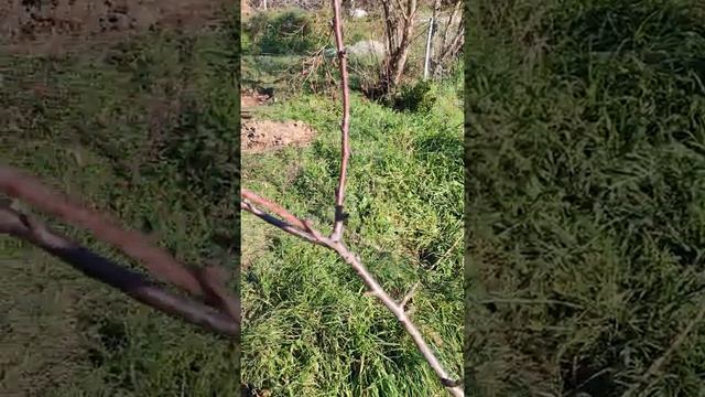 Определение возраста отростка на дереве. смотреть онлайн