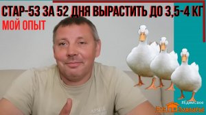 5 советов как вырастить уток СТАР-53 в домашних условиях. ДЕЛЮСЬ ОПЫТОМ. "Мое Подворье"