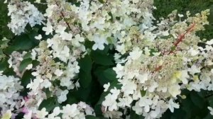 Гортензия Пинки Винки как невеста в белом кружеве! Гортензия Пинки Винки описание. Pinky Winky