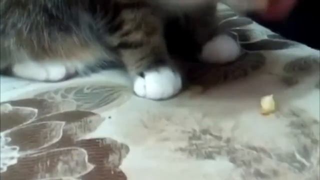 кошка любит кушать картошку смотреть онлайн