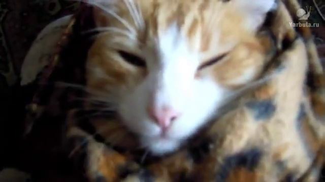 Как дать котику таблетку смотреть видео смотреть онлайн
