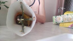 Древовидный пион из коробки, через 10дней после посадки.Как хранятся розы из коробки в холодильнике