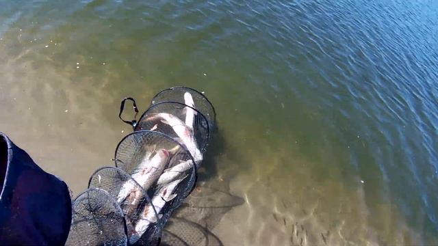 обитатели волжских коряг! ч.1 рыбалка в корягах на Волге в Астраханской области 2021 смотреть онлайн