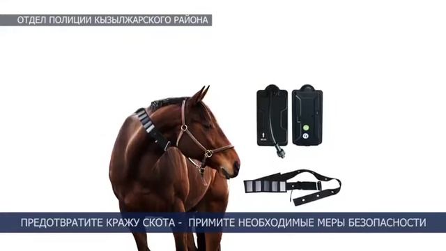 ПРЕДОТВРАТИТЕ КРАЖУ СКОТА ПРИМИТЕ НЕОБХОДИМЫЕ МЕРЫ БЕЗОПАСНОСТИ! смотреть онлайн