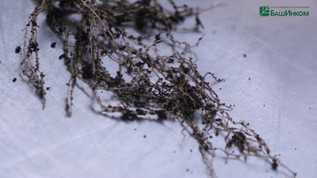 Опыт №43. Огурцы. Как работает Кормилица Микориза? смотреть онлайн