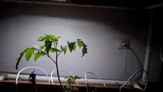 Минитеплица в процессе работы 1. смотреть онлайн