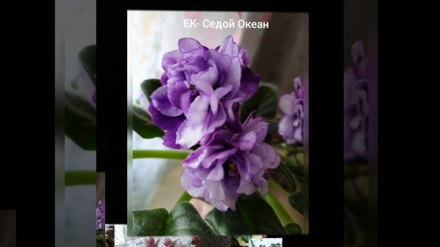 20 ФОТО СЕНПОЛИЙ (ФИАЛОК) С НАЗВАНИЯМИ СОРТОВ. смотреть онлайн