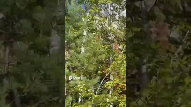 Любили в детстве приходить на это место ? #shorts #car #offroad #toyota