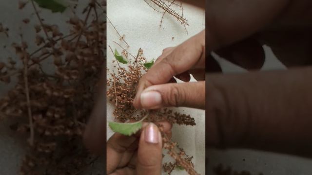 first time collecting sabja seeds ftom tulsi ma смотреть онлайн