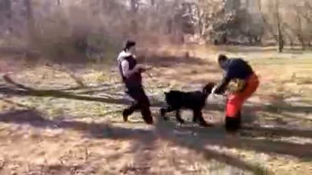 Фигурант Олег Савельев и Стар Дрим Форестер , 9 занятие