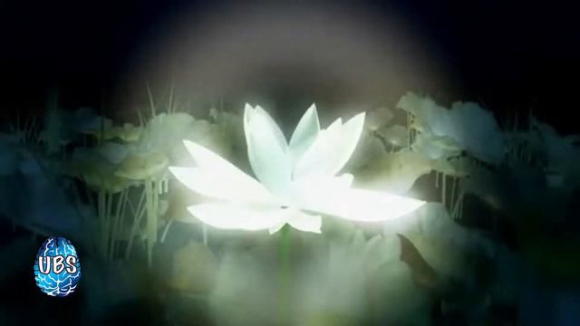 5.VOICE OF LOTUS FLOWER - QUOTE LIFE - Universal Broadcast System...prod. jaydye x willows (UBS) смотреть онлайн