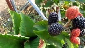 ЕЖЕВИКА. КАК ПРИЩИПКИ ПОВЛИЯЛИ НА УРОЖАЙ.