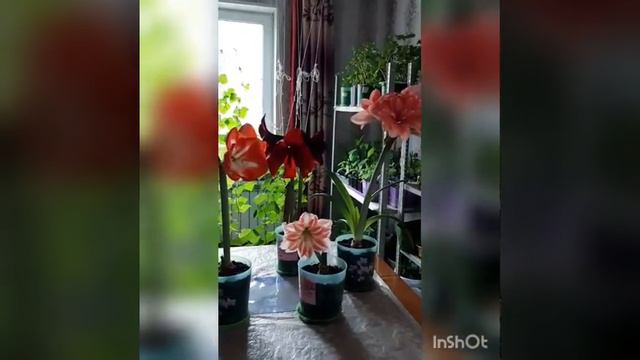 ЦВЕТУЩИЕ АМАРИЛЛИСЫ В МАЕ. смотреть онлайн