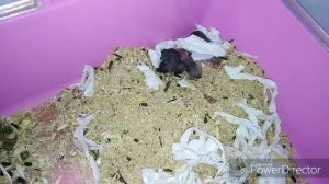Как растут наши хомячки.