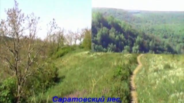 Прогулка по Саратовскому лесу смотреть онлайн