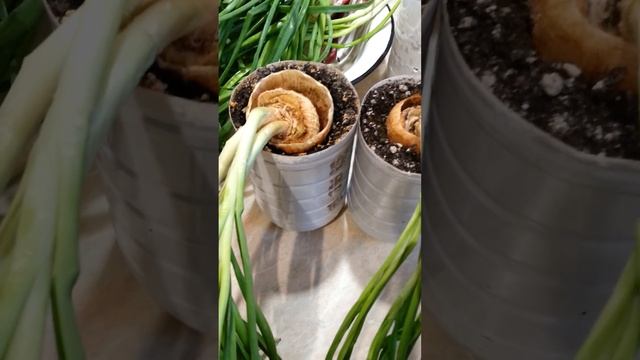 ahoot.ru | Косы 75 сантиметров ЛУКА НА КОНУСЕ урожай на подоконнике #зелень #салат #лук #еда #short смотреть онлайн