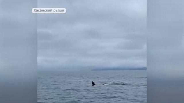Касатки и акулы облюбовали побережье Приморья смотреть онлайн