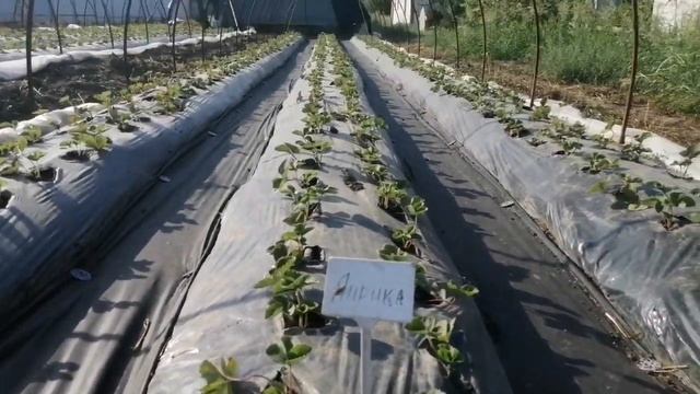 В гостях у Сергея Федорова на клубничной ферме??? - ЛПХ Федоров @LPH_Fedorov смотреть онлайн