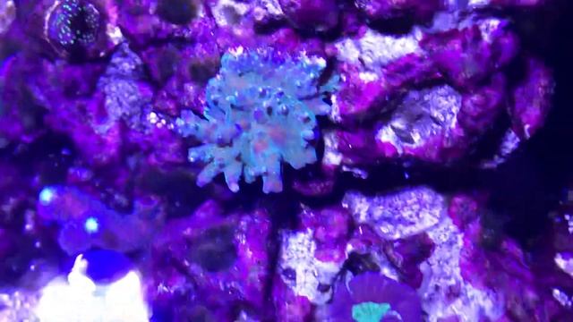 Cobalt Aquatics C-Vue 40 December 21, 2018 смотреть онлайн