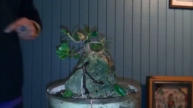 Root Over Rock Green Mound Ficus Bonsai pt.1 смотреть онлайн