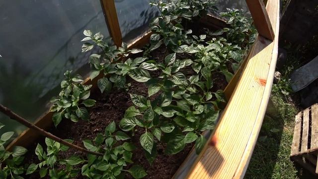 Жарим ШАШЛЫК | МАНГАЛ за 150р | Отдыхаем на даче 19 августа 2019 смотреть онлайн