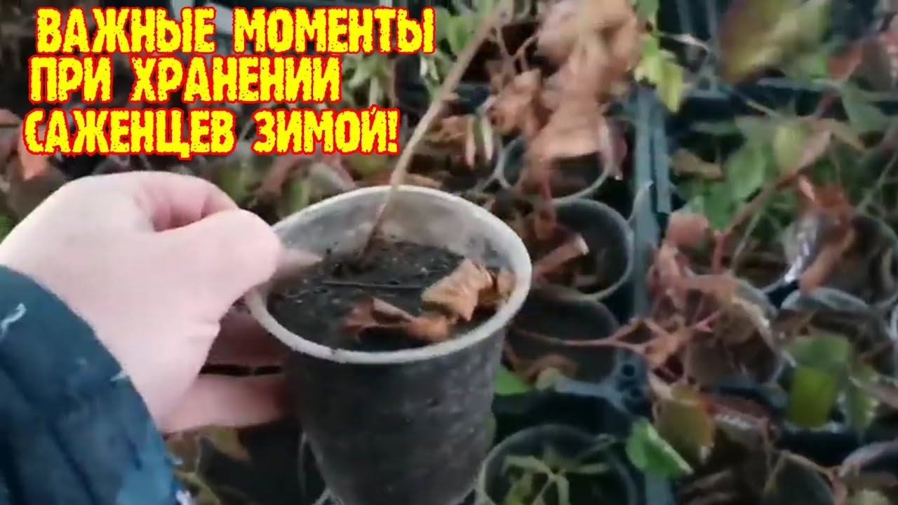 ВАЖНЫЙ МОМЕНТ, ПРИ ХРАНЕНИИ САЖЕНЦЕВ ЗИМОЙ! смотреть онлайн