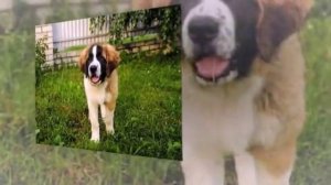 Московская сторожевая особенности породы