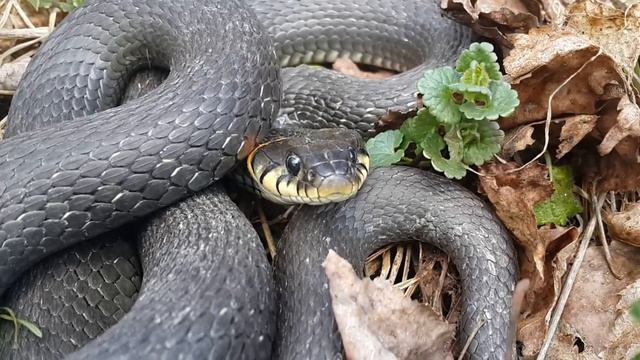 Учинское водохранилище. Уж (1) смотреть онлайн