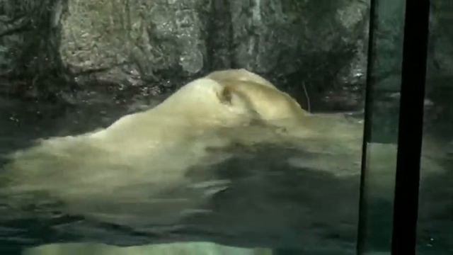 4. Япония. В аквариумах аква-музея острова Наккейдзима / Hakkeijima Sea Paradis Island Yokohama смотреть онлайн