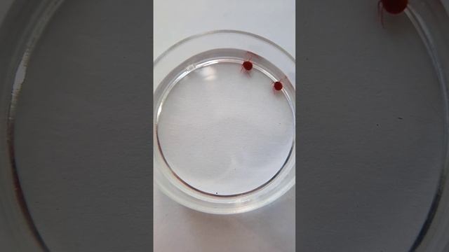 Юлия Савастьянова